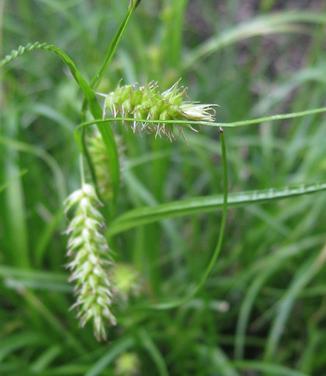 Carex cherokeensis - Cherokee Sedge (@ Mt Cuba)