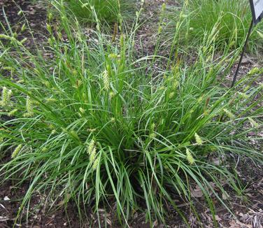 Carex cherokeensis - Cherokee Sedge (@ Mt Cuba)