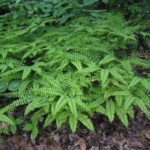 Adiantum pedatum 