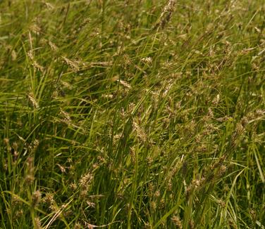 Carex cherokeensis (@ Untermyer Gardens)