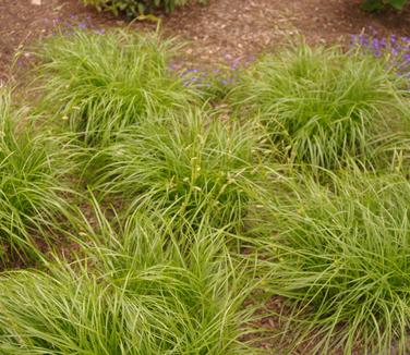 Carex cherokeensis 