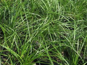 Carex cherokeensis - Cherokee Sedge (@ Mt Cuba)