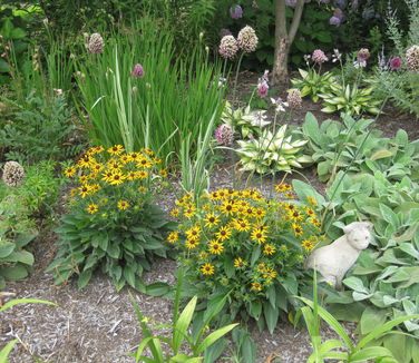 Rudbeckia fulgida var. sullivanti Little Goldstar