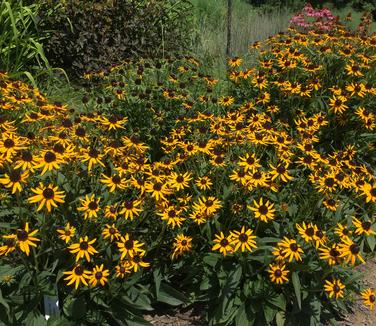 Rudbeckia fulgida var. sullivantii Little Goldstar