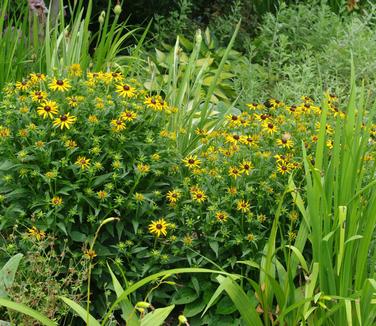 Rudbeckia fulgida var. sullivanti Little Goldstar