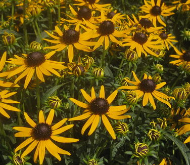 Rudbeckia fulgida var. sullivanti Little Goldstar