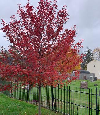 Nyssa sylvatica Green Gable