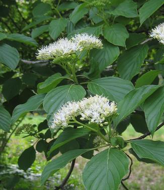 Cornus alternifolia @ Mt Cuba