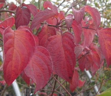 Cornus alternifolia - Pagoda Dogwood