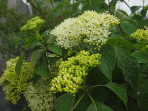 Cornus alternifolia 