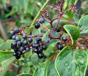 Cornus alternifolia