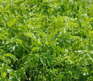 Sambucus canadensis Adams 