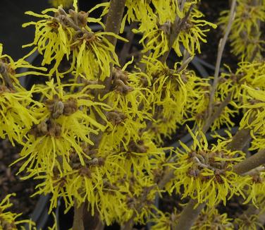 Hamamelis mollis Sweet Sunshine