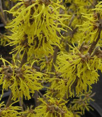 Hamamelis mollis Sweet Sunshine