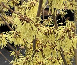 Hamamelis x intermedia Sunburst