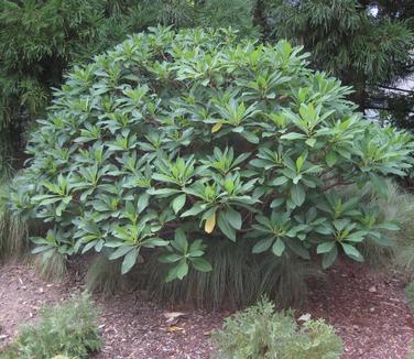 Edgeworthia chrysantha - Paper Bush (at Scott Arboretum)