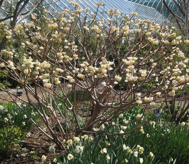 Edgeworthia chrysantha - Paper Bush 
