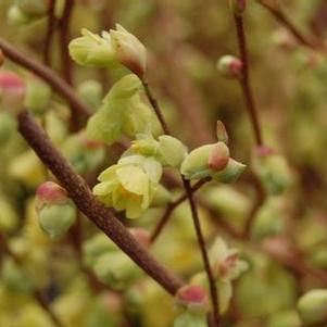 Corylopsis pauciflora 