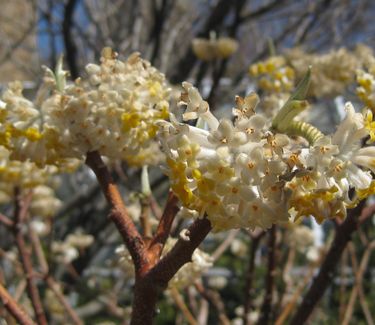 Edgeworthia chrysantha - Paper Bush