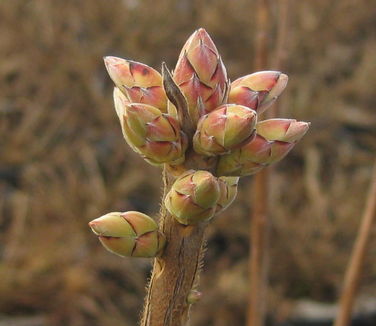 Rhododendron arborescens (in bud)