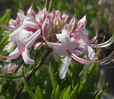 Rhododendron arborescens 