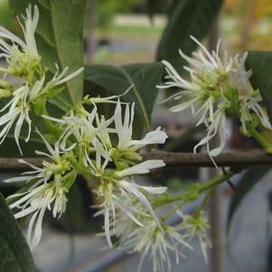 Chionanthus virginicus Spring Fleecing