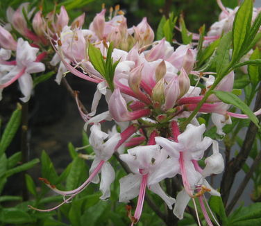 Rhododendron arborescens