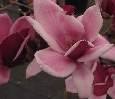 Magnolia x March till Frost 