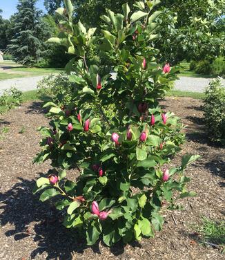 Magnolia x March till Frost (in July!)