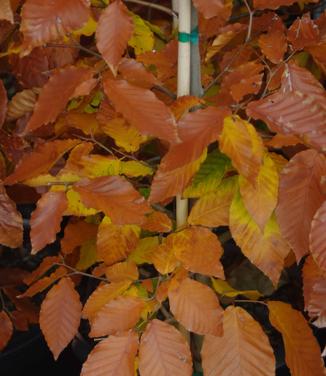 Fagus grandifolia 