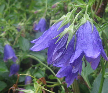 Campanula Kent Belle - Canterbury Bells