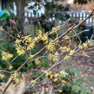 Hamamelis virginiana Little Prospect