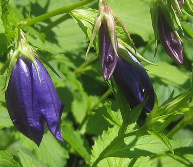 Campanula Kent Belle