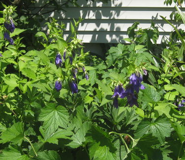 Campanula Kent Belle