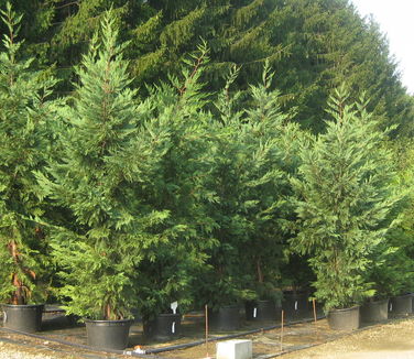 Cupressocyparis leylandii #10 - Leyland Cypress