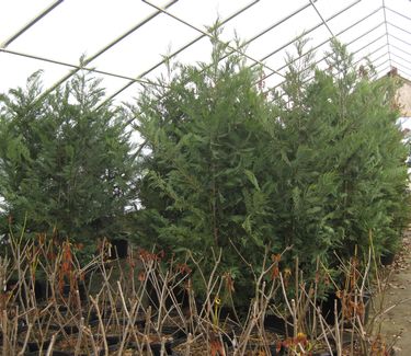 X Cupressocyparis leylandii - Leyland Cypress