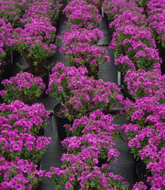 Aster novae-angliae Vibrant Dome - New England Aster