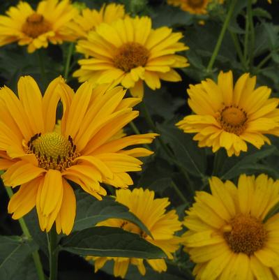 Heliopsis helianthoides Summer Sun