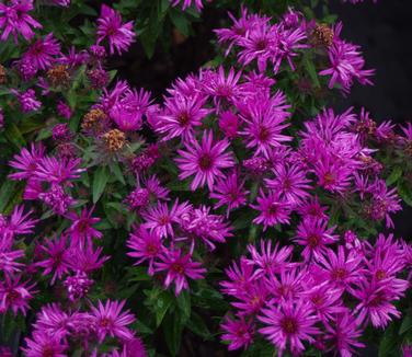 Aster novae-angliae Vibrant Dome