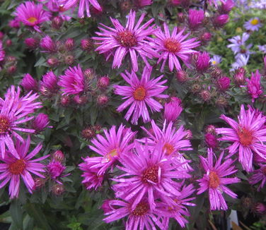 Aster novae-angliae Vibrant Dome - New England Aster