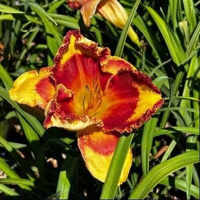 Hemerocallis Band of Fire