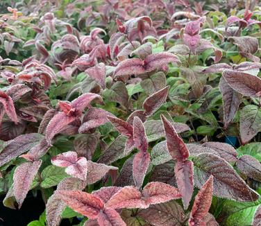 Monarda bradburiana - Eastern Bee Balm