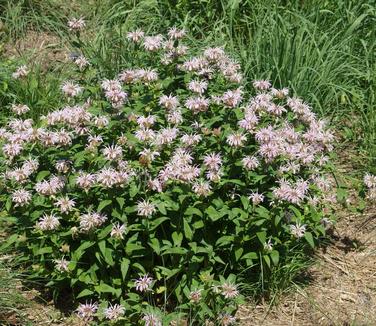 Monarda bradburiana (@ NYBG)