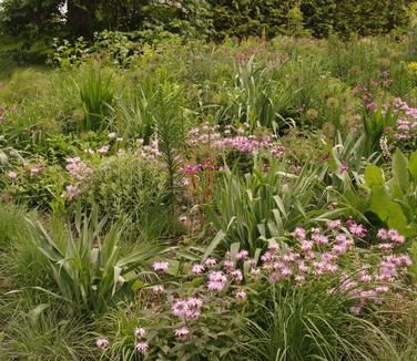 Monarda bradburiana (Chanticleer)