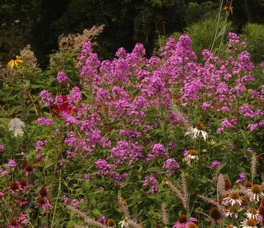 Phlox paniculata Jeana