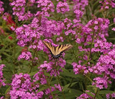 Phlox paniculata Jeana