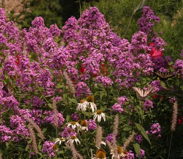 Phlox paniculata Jeana