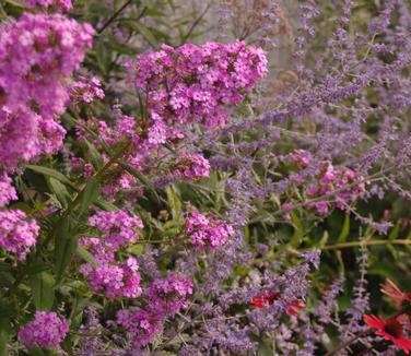 Phlox paniculata Jeana 