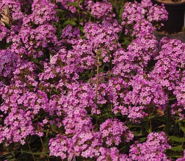 Phlox paniculata Jeana