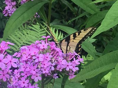 Phlox paniculata Jeana